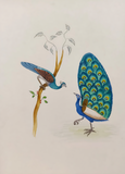 Handmade Indian Miniature Painting of a Peacock, Peafowl Bird in Nature, Decorative wall art